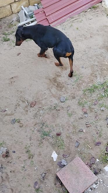 doberman balasi satilir: Doberman, Ünvandan götürmə — 4