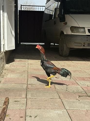 Другие с/х животные: Aseel tipli xoruz - Cins/Tip: Uzunboyun, möhkəm skeletli Aseel (döyüş — 1