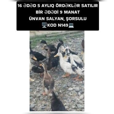 Məhsul: Ördəklər - Sayı: 16 ədəd - Yaşı: 5 aylıq - Qiymət: 1 ədədi 9