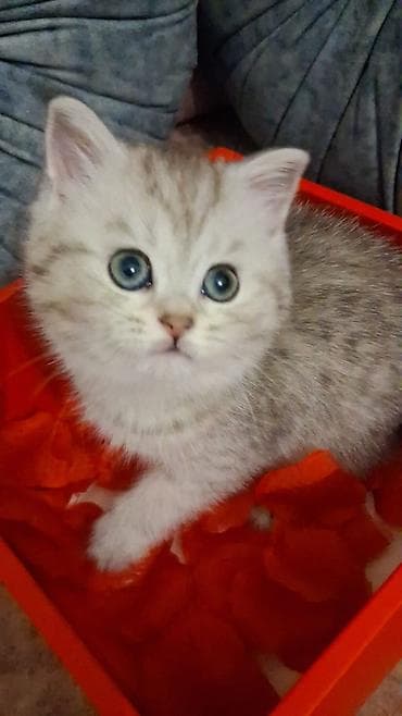 K/t heyvanları və malları: Şinşilla, Dişi, Yaxşı əllərə, Ünvandan götürmə, Ödənişli çatdırılma — 2