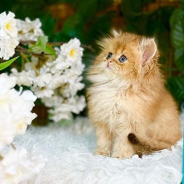 tuksuz pişik: Növ: Britaniya uzun tüklü (British Longhair) balaları Xüsusiyyətlər — 5