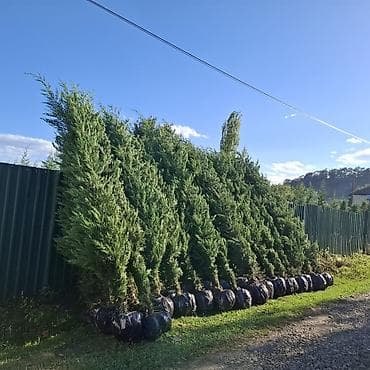 Hündür ətli leyland sipresi (Leyland cypress) fidanları - Hündürlük
