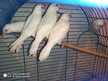 Amadinlər satılır risovka amadin yapon zebra amadinləri