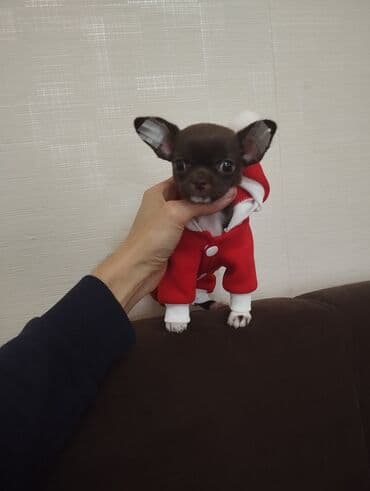 Lincoln: Чихуахуа, 2 месяца, С родословной, Самовывоз — 3