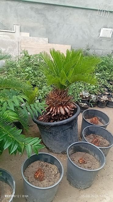 otaq bitkiləri: Bitki: Cycas revoluta (Saqovnik, Sago Palm) Təsvir: - Qara plastik — 2