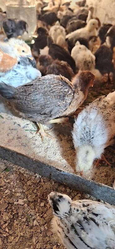 cücə fermasi: Toyuq cücələri, Damazlıq, Ödənişli çatdırılma — 5