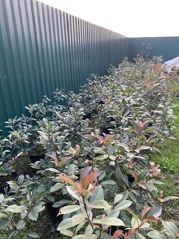 Buket güllər: 🌿 Satılır – Dekorativ Həyət və Bağ Bitkiləri 🌳 Həyət və bağların — 6