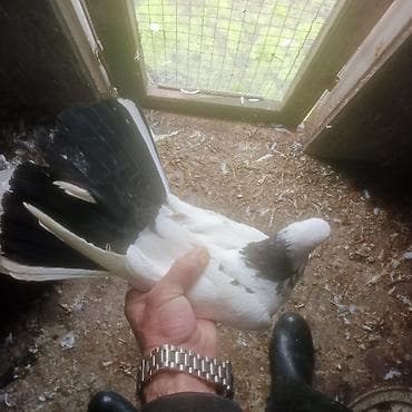 qəfəs quş: 1 eded ebrej maya bir eded qara boyun badam lele maya 2 si birlikde — 3