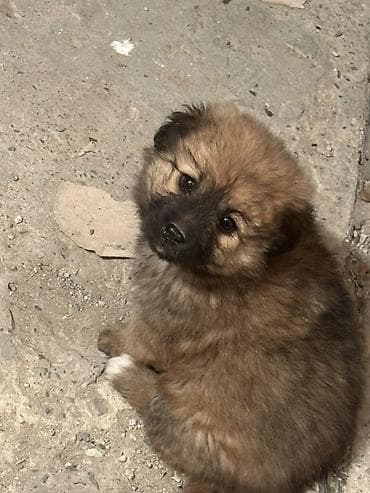 lalafo heyvanlar: Erkek, Ünvandan götürmə — 3