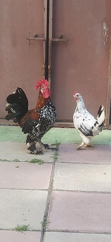 goyərcin satılır: Cüt yaponka satılır. Qiymət cütünə aiddir. Barterdə mümkündür iki dişi — 1