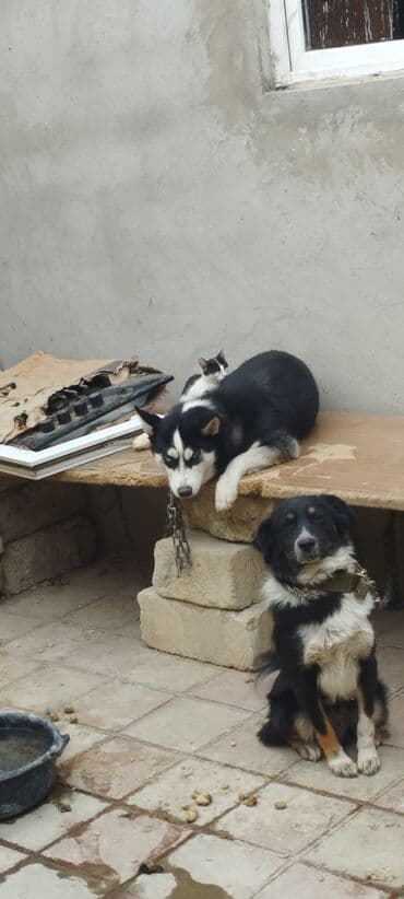 купить хаски щенка: Хаски, 11 месяцев, Самка, Самовывоз — 5