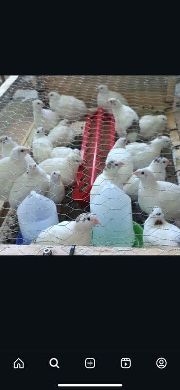 Tecili satilir hamisi yumurtuyur hal hazirda 5ayliqdilar cekileri lalafo.az -da Tecili satilir hamisi yumurtuyur hal hazirda 5ayliqdilar cekileri