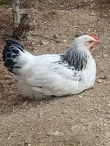 hise verilmis bogaz: Kənd toyuğu Toyuq Bütöv, Topdan, Ünvandan götürmə — 5