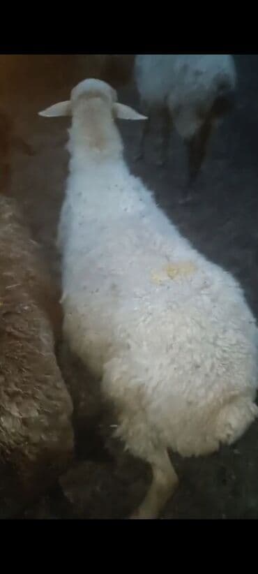 cins ineklerin satisi 2018: Məhsul: Qoyun sürüsü Salam.Qoca qoyunlardi.15 basdi.160 manatdan — 4
