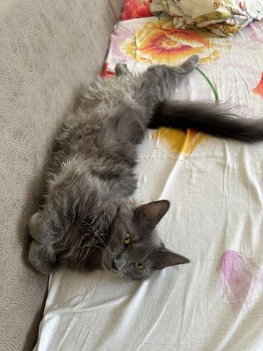 добрые руки: Мейн-кун, Самка, В добрые руки, Самовывоз — 2