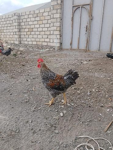 tap az heyvanlar: Toyuqlar — 2