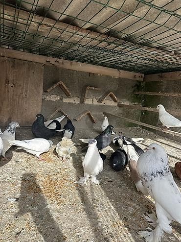 bulbul quşu: Salamlar qusd kom satlr dekaratvler 20 m
Kim isdes yas vidyos at baxsn — 6