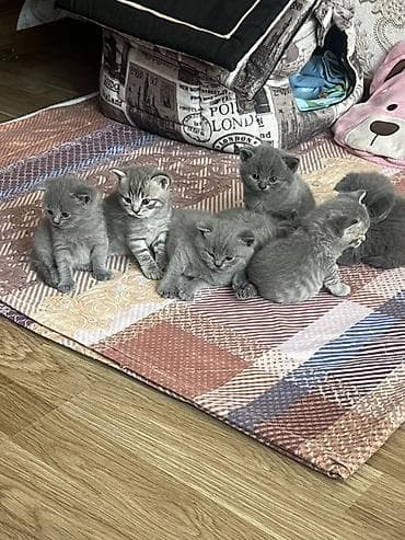 pisiy satisi: Britan, Dişi, Erkək, Yaxşı əllərə, Ünvandan götürmə — 5