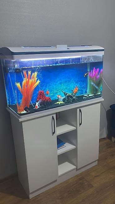 Asia: Akvaryum dəsti – şkaflı - Geniş şüşə akvaryum, üst qapaqda inteqrə — 3