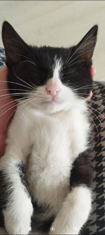 Собаки: В добрые руки — 3