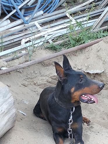 heyvan bazarı: Doberman — 1