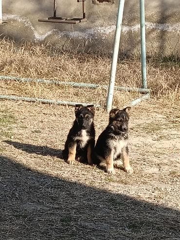 sibir avcarkasi: Alman çoban iti — 3