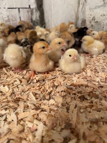 Daraq panellər: Video çəkiliş | Yerinə gəlməklə | Video reklama — 4