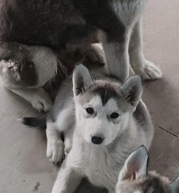 zvonok it satışı: Xaski, Peyvəndli — 1