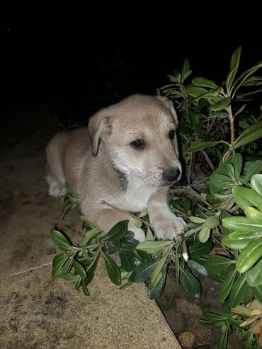 Alfa Romeo: Zvanok balası – erkək, 3 aylıq. Qurd dərmanı verilib. Şirin, sakit — 3