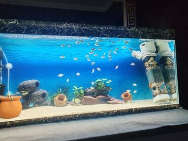 betta balıq: Цихлазома меека nin balalarıdi . 1.5 sm - 2 azn — 2