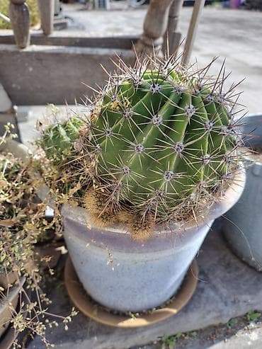 otaq bitkileri: Məhsul: Saksi içində müxtəlif kaktuslar - Növlər: Opuntia (nopal — 4