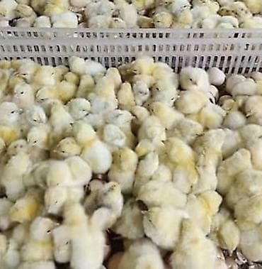 bulldog qiymetleri: Toyuq cücələri, Ətlik — 1