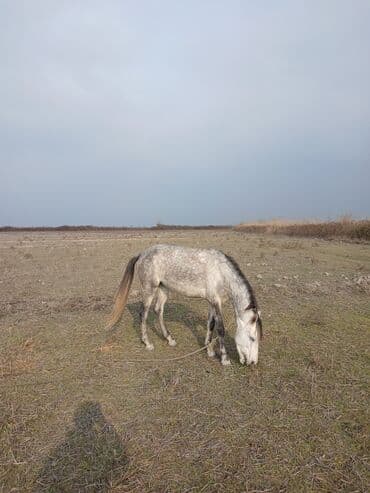 heyvan yemləri: Dişi, il: 4 — 1