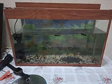 Akvarium + su filtri +10 dənə balıq,akvariumun özü satışda 40 manatdı