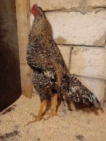 3D panellər: Qiymete göre narahat etme barterde yoxdu — 3