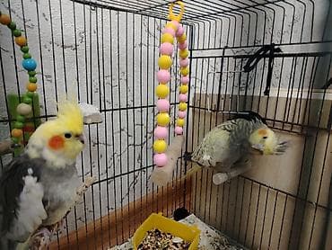 Cütə hazırdılar evimde korpe var deye istemirem hediyye alınmışdı