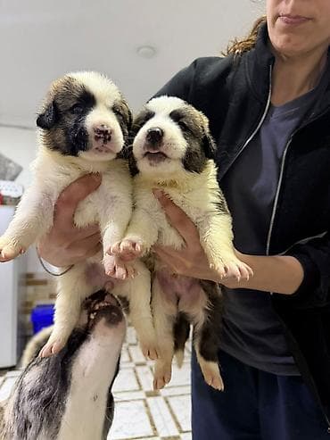 it balaca: Peyvəndli — 2