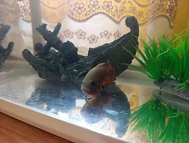 kompresor akvarium: Akvarium və balıq dəsti satılır. Dəst tərkibi: - Şüşə akvarium — 5