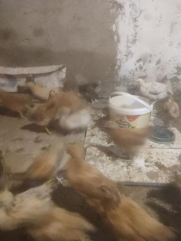 yemlər: 2 ayliq lohman toyuqlar satilir 4 cu ayinda yumurta verir. İlde 350+ — 1