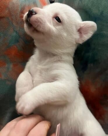 собака цена: Cek rassel teryer, 1 ay, Ünvandan götürmə — 6