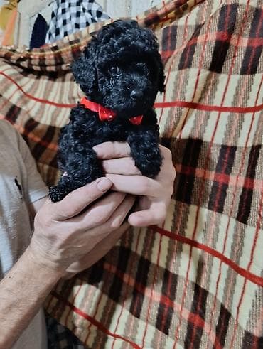 alabaý itleri: Pudel — 3