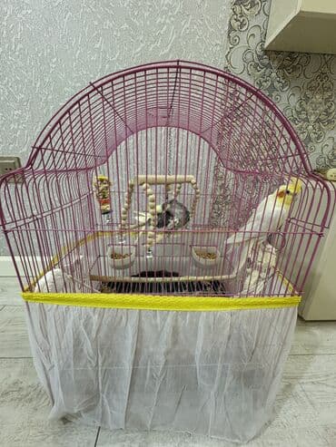 попугай ара цена: Tutuquşları — 2