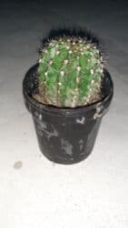 pul seyfi: Kaktus dekoratif — 2