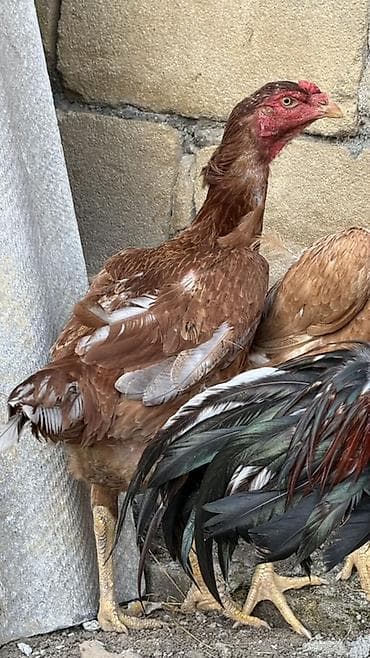 doyuşkən xoruz: Aseel tipli döyüş cinsindən qırmızı-qəhvəyi rəngli toyuq/horozlar — 2