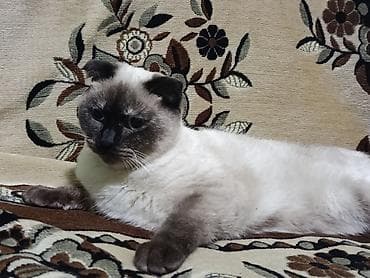 Şotland yastı qulaq