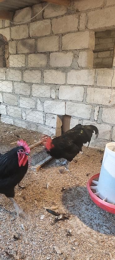 yemler: Orjinal uzunquyruq avstralop cücə və yumurtası — 6