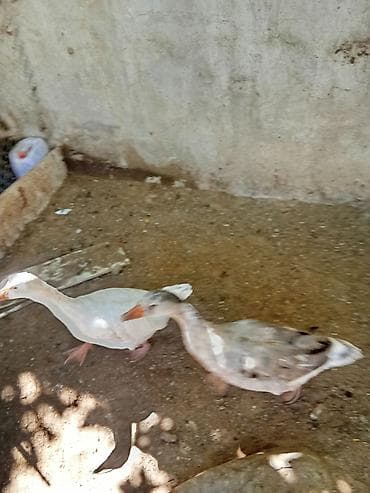 qaz ördey: Satılır ev quşları – ördək və qazlar. Şəkillərdə: - 1 ədəd qara-ağ — 4