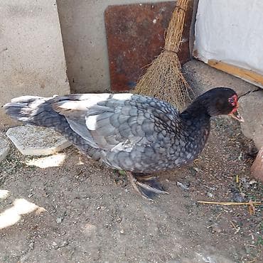 balaca sirin itler: Təmiz Qan Orginal Macar sortu 6 Aylıq Fərədi tam sağlam aktiv Fərədi — 4
