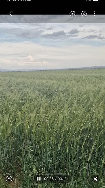 balaxanıda torpaq: 6400 sot, Kənd təsərrüfatı, Kupça (Çıxarış) — 7