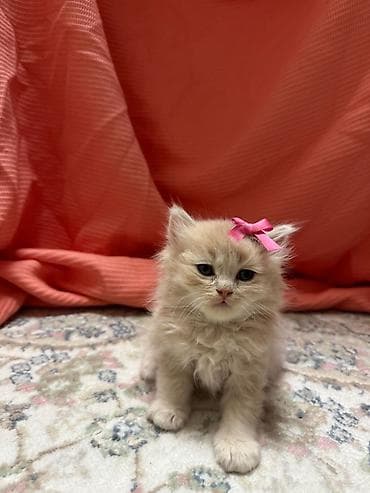 meymun sekli: Britaniya mənşəli görünüşlü balaca pişiklər - Cins/type: Qısa tüklü — 2